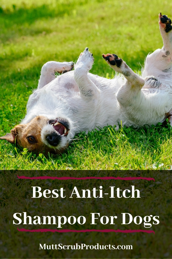 Best Anti-Itch Shampoo For Dogs