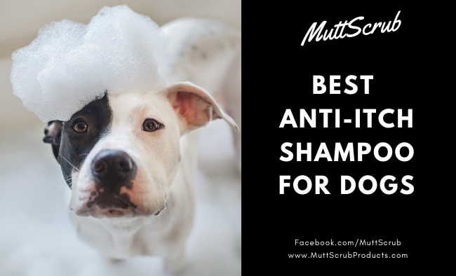 Best Anti-Itch Shampoo for Dogs