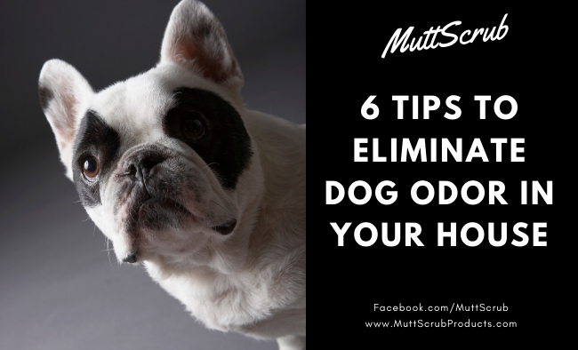 How To Eliminate Dog Odor In Your House