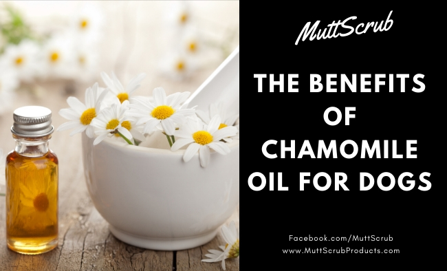 Soothing Benefits of Chamomile Oil For Dogs Skin