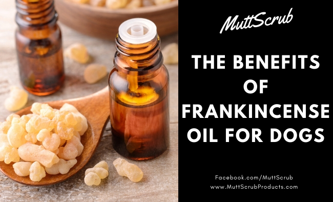 The Many Benefits of Frankincense for Dogs