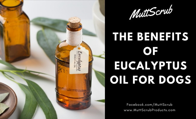Benefits of Eucalyptus Oil For Dogs