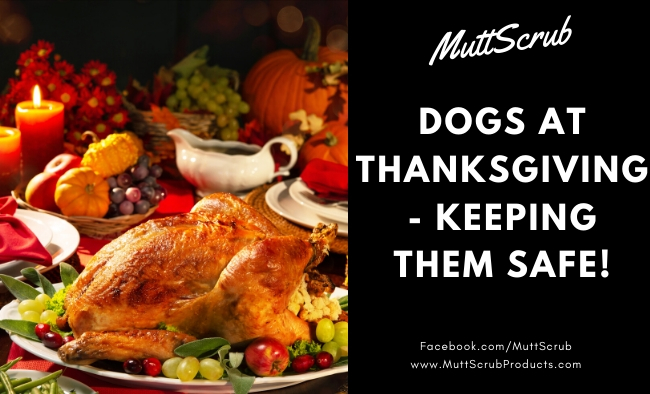 Dogs At Thanksgiving: Dangerous Foods for Dogs