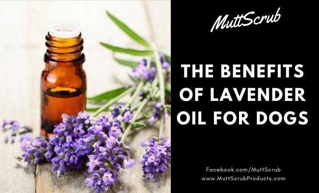 The Many Benefits of Lavender Essential Oil For Dogs
