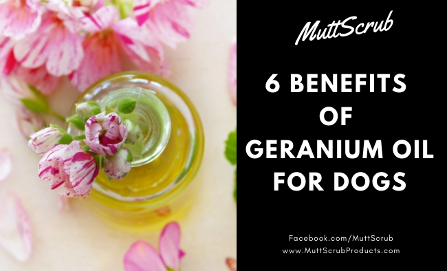 6 Benefits of Geranium Essential Oil For Dogs