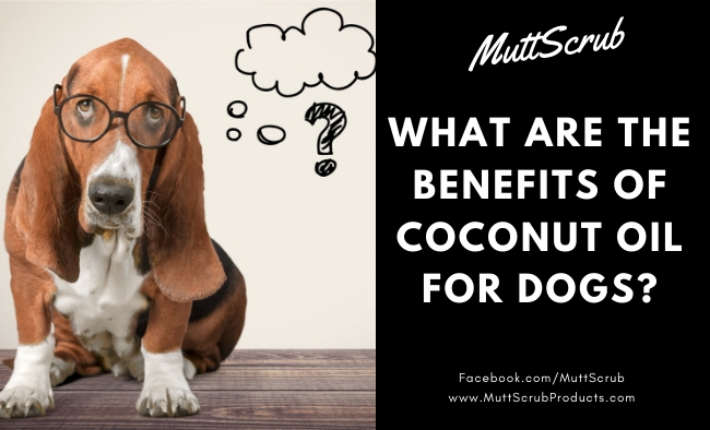 Coconut Oil For Dogs: The Amazing Benefits