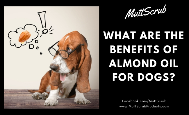 Almond Oil Benefits: How to Naturally Soothe Dog Skin Irritations