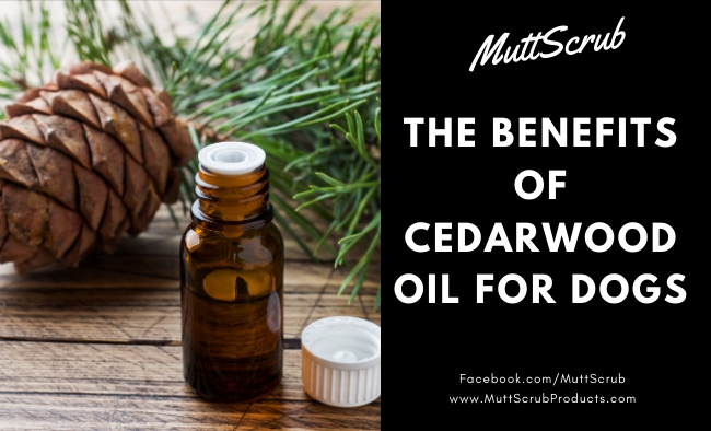 Cedarwood Oil Benefits for Dogs