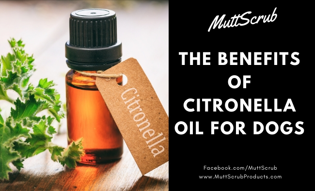 How Citronella Oil Prevents Mosquito Bites on Dogs