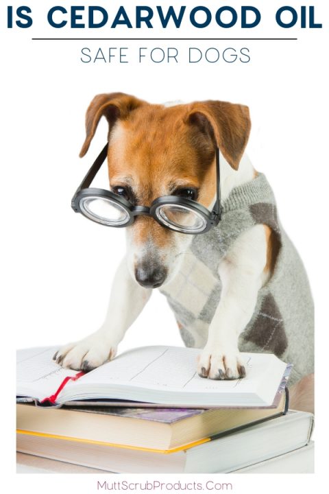 Cedarwood Oil Benefits for Dogs - Mutt Scrub Products