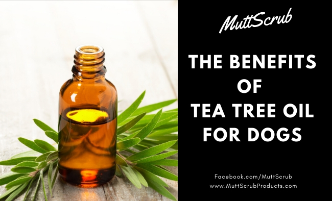 The Powerful Benefits of Tea Tree Oil For Dogs