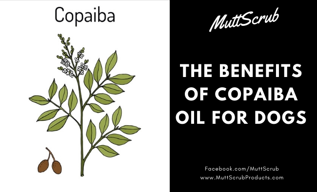 The Benefits of Copaiba Oil For Dogs