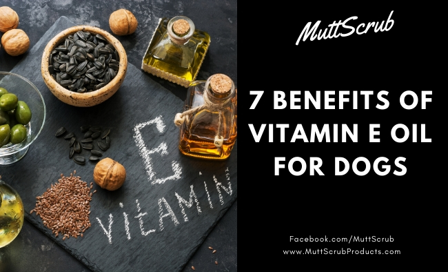 7 Amazing Vitamin E Oil Benefits For Dogs