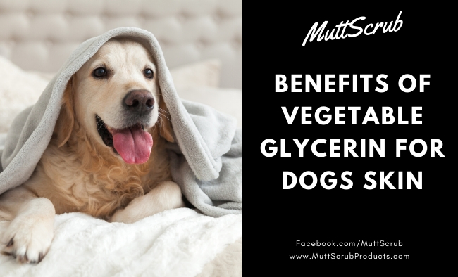 Vegetable Glycerin Uses + Benefits for Dog Skin