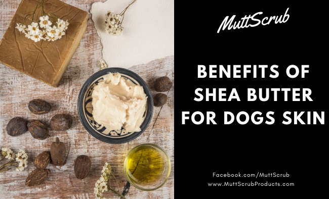 Benefits of Shea Butter for Dogs’ Skin