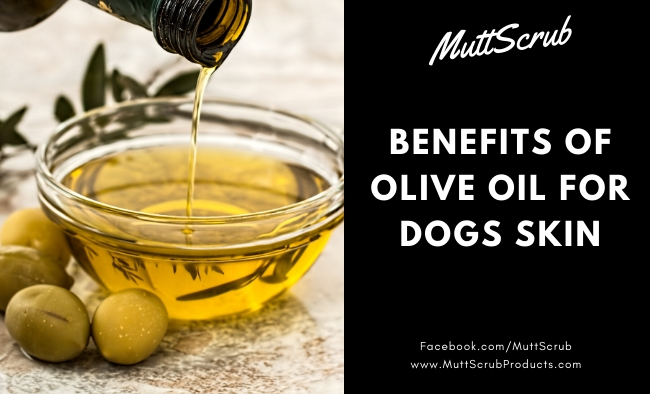 The Healing Benefits of Olive Oil for Dogs Skin