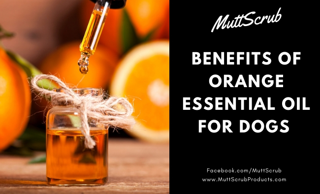 The Energizing Benefits of Orange Essential Oil For Dogs