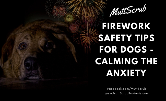 New Year’s Eve Safety Tips for Dogs