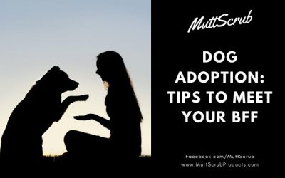 Things to Know About Dog Adoption + How to Adopt a Dog