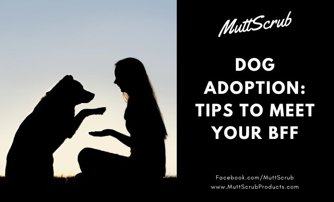 Things to Know About Dog Adoption + How to Adopt a Dog