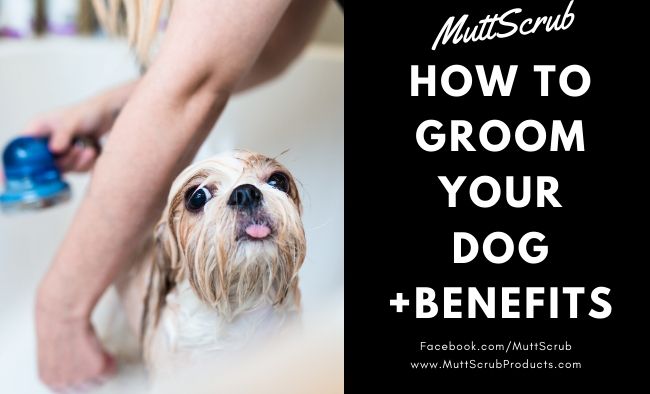 How to Groom a Dog (Plus Why You Pay Attention to Dog Grooming)
