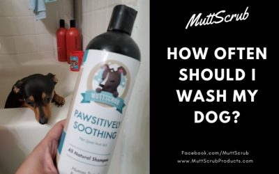 How Often Should I Wash My Dog?