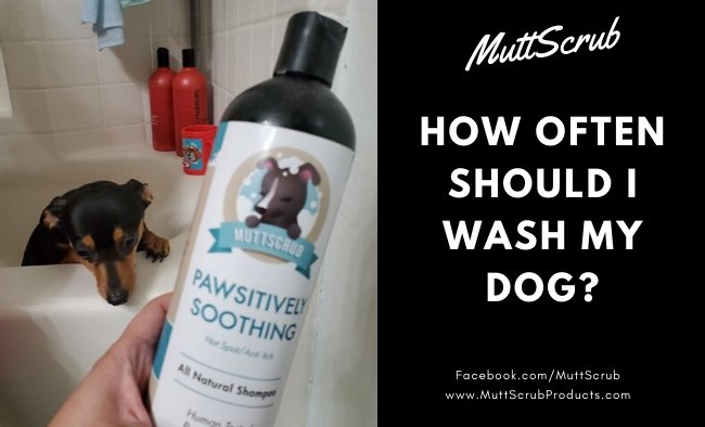 How Often Should I Wash My Dog?