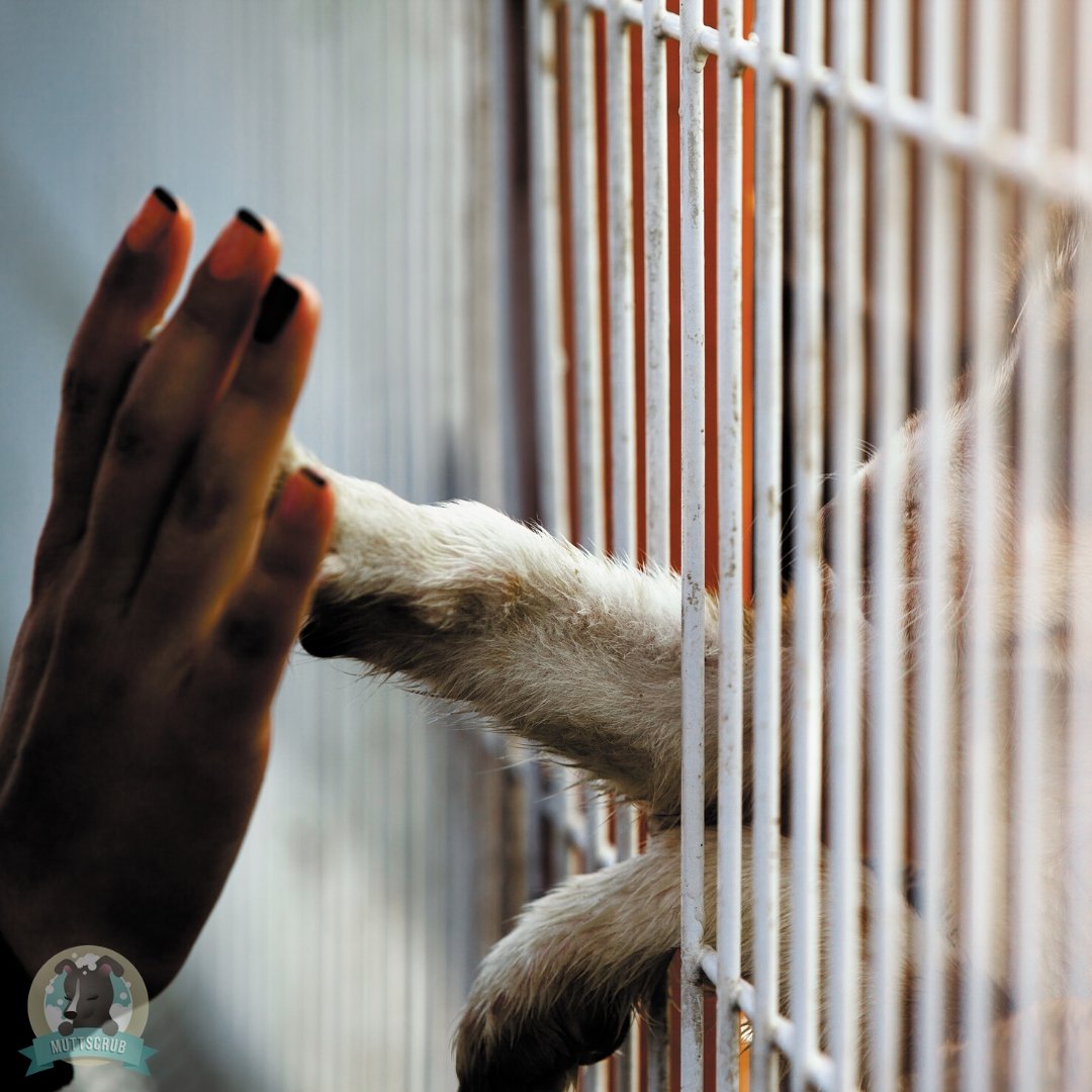 Things to Know About Dog Adoption