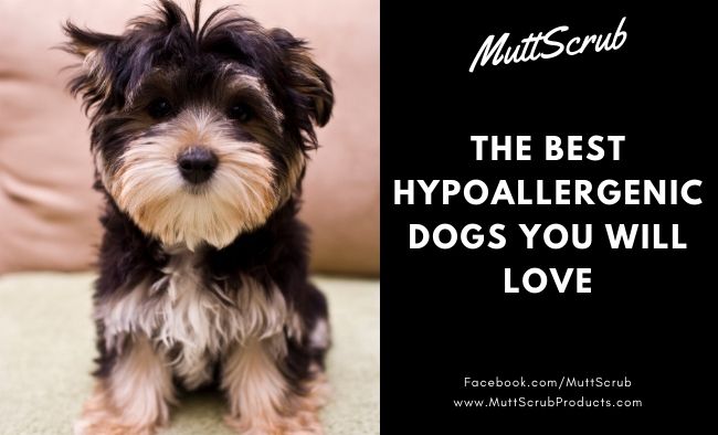 The Best Hypoallergenic Dogs You Will Love If You Have Allergies