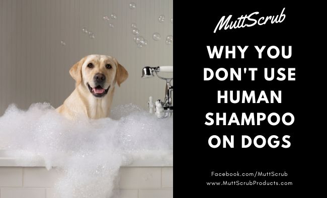This Is Why You Should Never Use Human Shampoo On Dogs