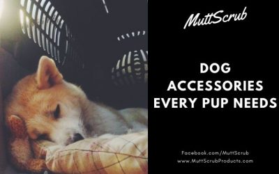 Dog Accessories Every Pup Needs