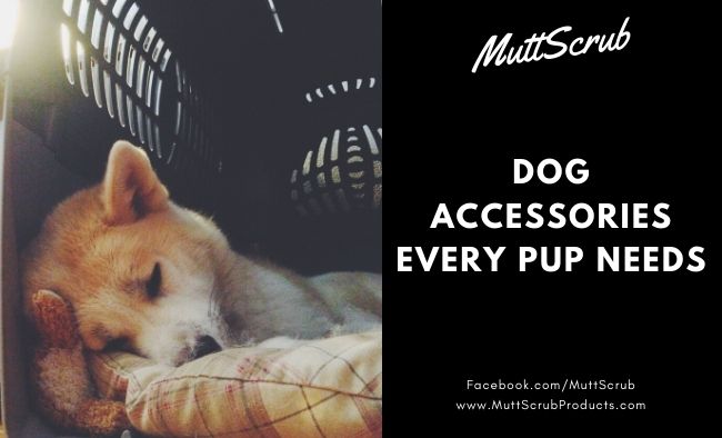 Dog Accessories Every Pup Needs