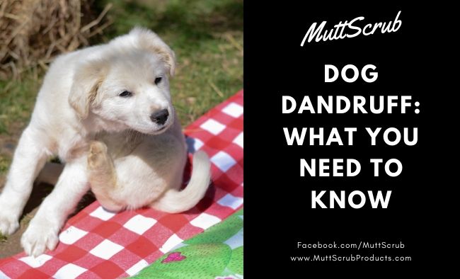 Dog Dandruff: What You Need To Know And How To Treat It