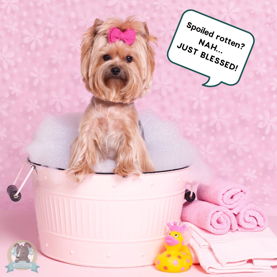 How Often Should I Wash My Dog