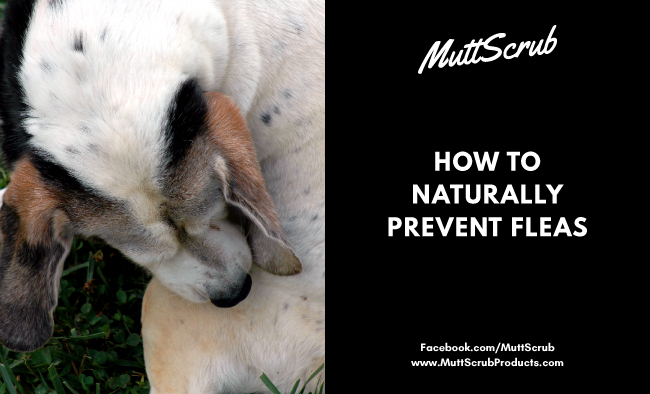 How To Naturally Prevent Fleas