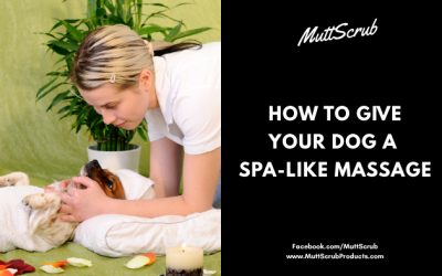 Dog Massage – How To Give Your Dog a Spa-Like Treatment