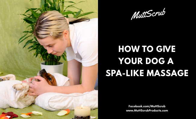 Dog Massage – How To Give Your Dog a Spa-Like Treatment