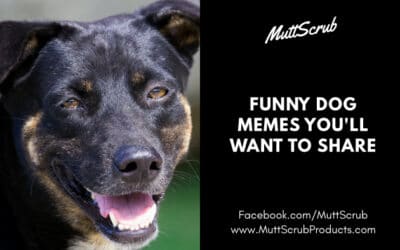 Funny Dog Memes That Will Have You Rolling