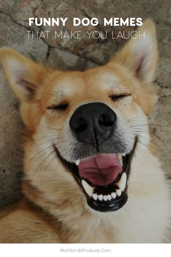 dog with a big smile